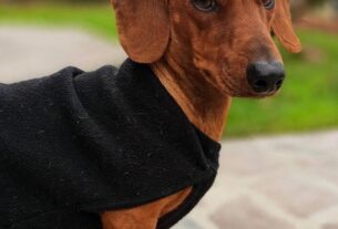 Pedido de testigos por la muerte de Odín tras ataque de perros