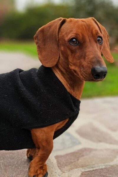 Pedido de testigos por la muerte de Odín tras ataque de perros