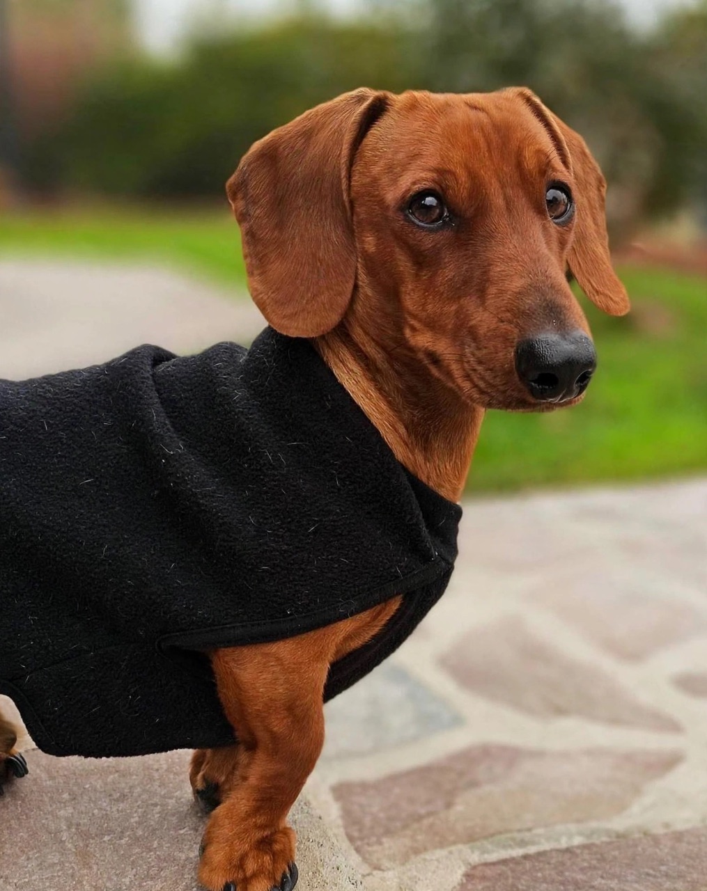 Pedido de testigos por la muerte de Odín tras ataque de perros